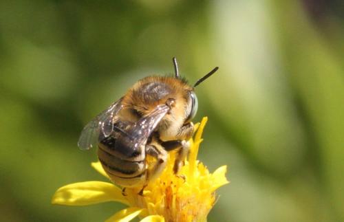 Réf. 293 341 : Anthophora bimaculata
